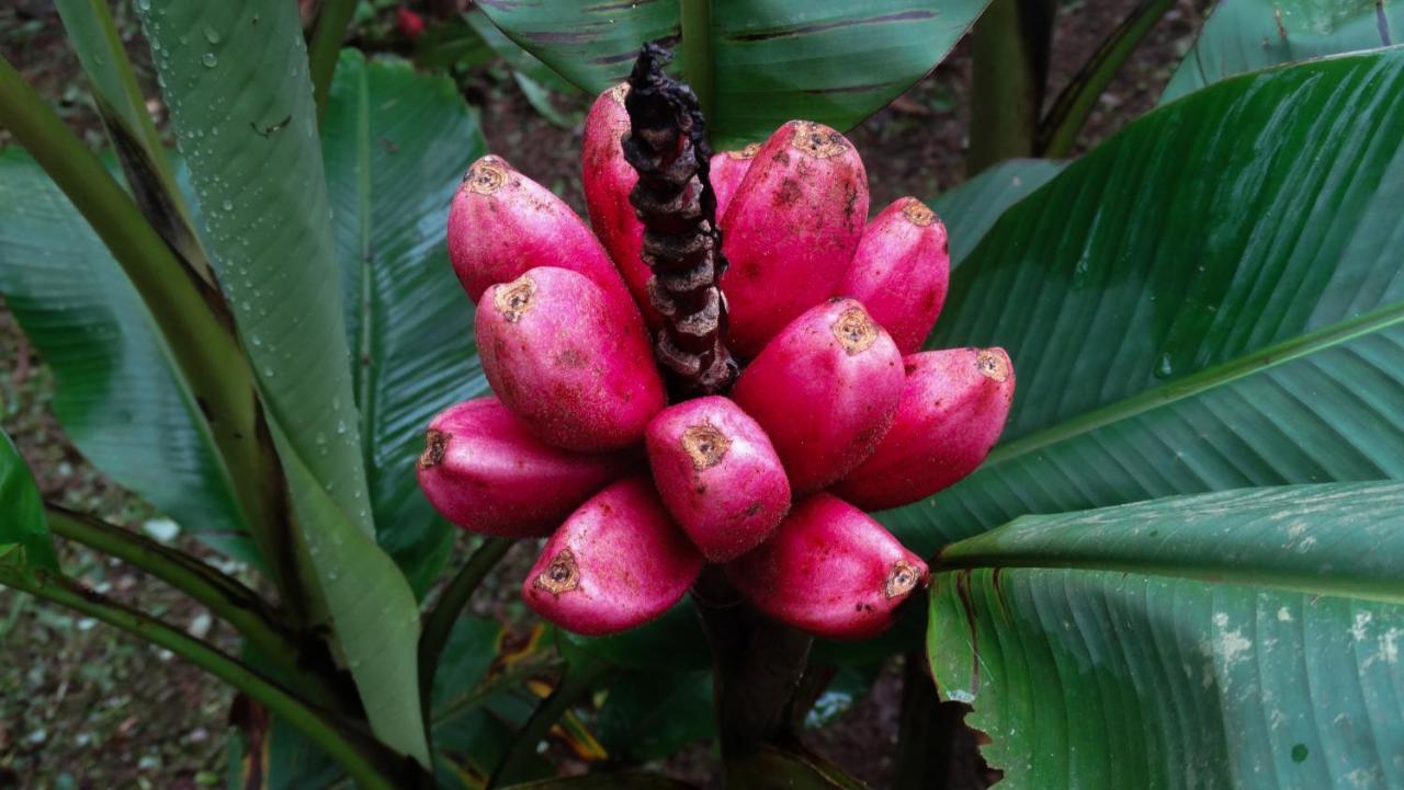 Malekus Mountain Lodge Aguas Claras  Luaran gambar