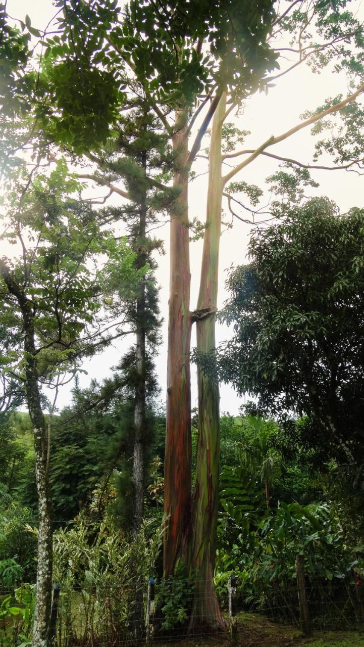 Malekus Mountain Lodge Aguas Claras  Luaran gambar